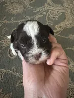 Alex, a male Havanese for sale in Vancouver, WA – 3 of 9