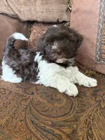 Alli , a female Havanese for sale in Vancouver, WA – 4 of 8