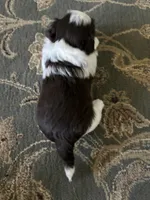 Tyson , a male Havanese for sale in Vancouver, WA – 8 of 9