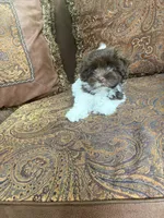 Alex, a male Havanese for sale in Vancouver, WA – 6 of 8