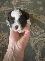 Tyson , a male Havanese for sale in Vancouver, WA – 2 of 9