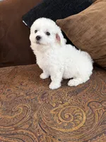 Sweety, a male Bichon Frise for sale in Vancouver, WA – 3 of 6