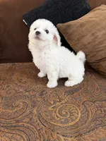 Sweety, a male Bichon Frise for sale in Vancouver, WA – 6 of 6