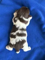 Alex, a male Havanese for sale in Vancouver, WA – 3 of 9