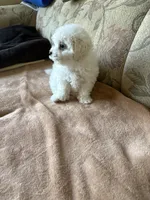 Sweety, a male Bichon Frise for sale in Vancouver, WA – 4 of 6