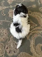 Jason, a male Havanese for sale in Vancouver, WA – 7 of 7