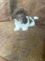 Alex, a male Havanese for sale in Vancouver, WA – 7 of 8