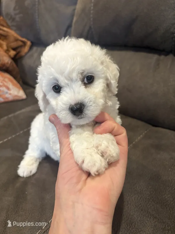 Sweety – Bichon Frise puppy for sale in Vancouver, WA