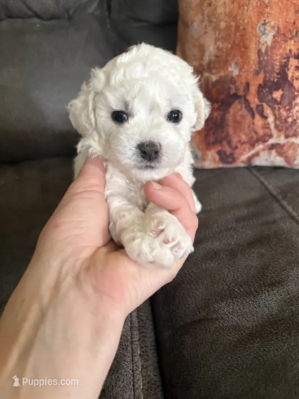 Sweety – Bichon Frise puppy for sale in Vancouver, WA