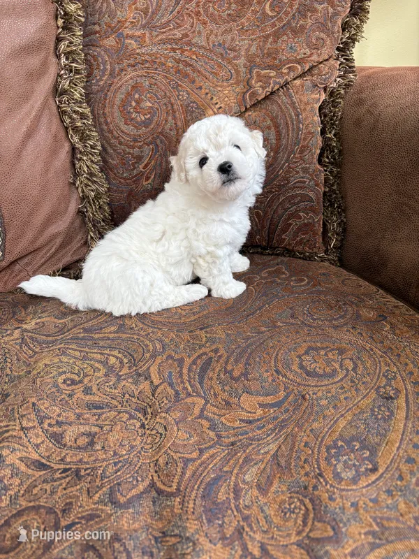 Lily – Bichon Frise puppy for sale in Vancouver, WA
