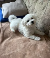 Lily, a female Bichon Frise for sale in Vancouver, WA – 3 of 10