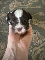 Alex, a male Havanese for sale in Vancouver, WA – 4 of 9