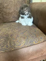 Alex, a male Havanese for sale in Vancouver, WA – 1 of 8