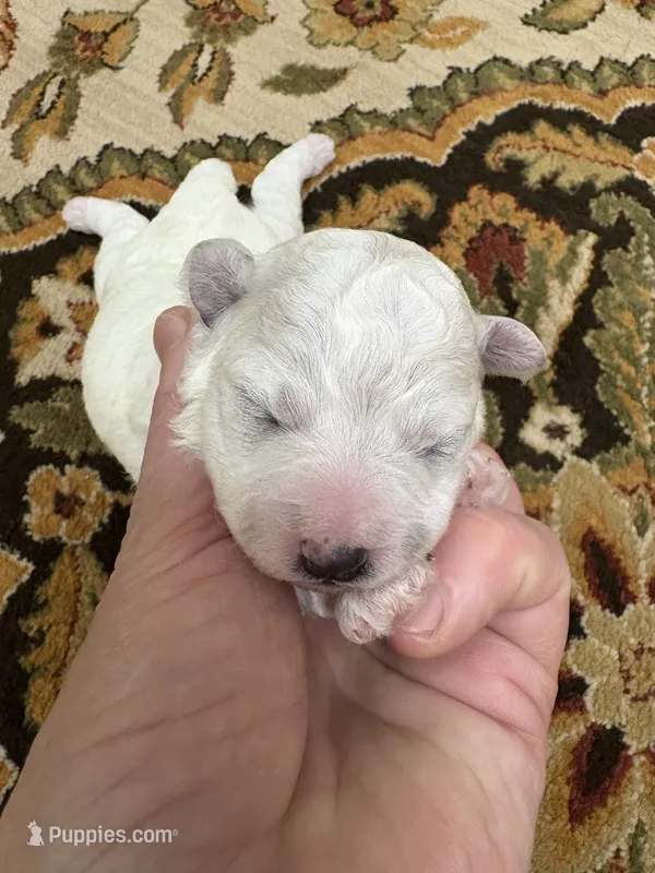 Lily – Bichon Frise puppy for sale in Vancouver, WA