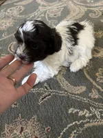 Jason, a male Havanese for sale in Vancouver, WA – 5 of 7