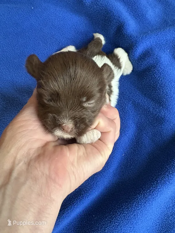 Alex – Havanese puppy for sale in Vancouver, WA