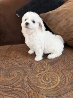 Sweety, a male Bichon Frise for sale in Vancouver, WA – 5 of 6