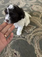 Jason, a male Havanese for sale in Vancouver, WA – 3 of 7