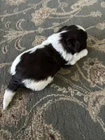 Alex, a male Havanese for sale in Vancouver, WA – 8 of 9