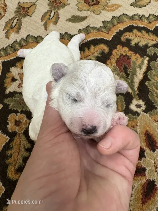 Dan – Bichon Frise puppy for sale in Vancouver, WA