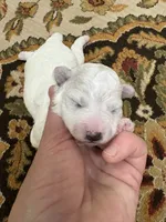Dan, a male Bichon Frise for sale in Vancouver, WA – 1 of 2