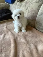 Sweety, a male Bichon Frise for sale in Vancouver, WA – 6 of 6