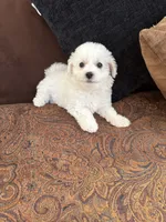 Alie, a female Bichon Frise for sale in Vancouver, WA – 4 of 4