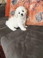Daisy , a female Bichon Frise for sale in Vancouver, WA – 2 of 5