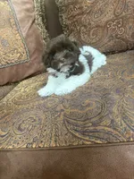 Alex, a male Havanese for sale in Vancouver, WA – 8 of 8
