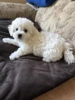 Dan, a male Bichon Frise for sale in Vancouver, WA – 2 of 5