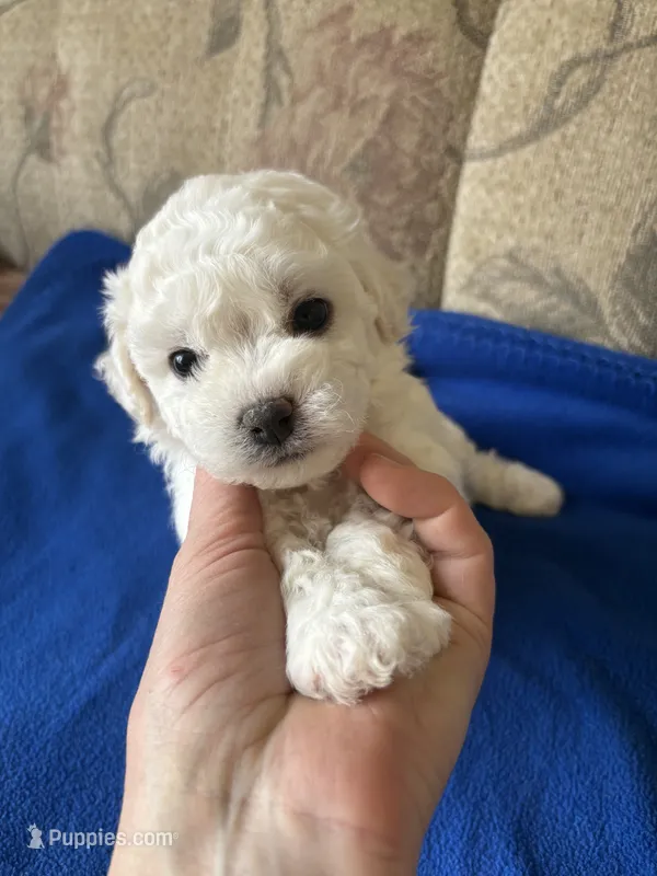 Dan – Bichon Frise puppy for sale in Vancouver, WA