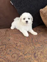Alie, a female Bichon Frise for sale in Vancouver, WA – 3 of 4