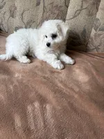 Lily, a female Bichon Frise for sale in Vancouver, WA – 6 of 10
