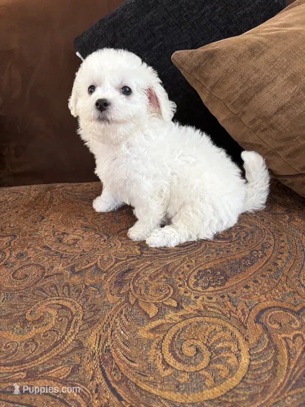Sweety – Bichon Frise puppy for sale in Vancouver, WA