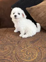 Sweety, a male Bichon Frise for sale in Vancouver, WA – 1 of 6
