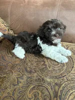 Alli , a female Havanese for sale in Vancouver, WA – 8 of 8