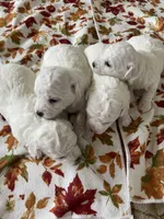 Puppies, a female Bichon Frise for sale in Vancouver, WA – Photo 1 of 5