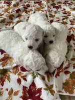 Puppies, a female Bichon Frise for sale in Vancouver, WA – Photo 2 of 5