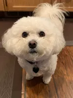 Puppies, a female Bichon Frise for sale in Vancouver, WA – Photo 3 of 5