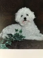 Puppies, a female Bichon Frise for sale in Vancouver, WA – Photo 5 of 5