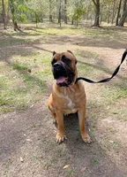 BOURBON, a male Cane Corso for sale in Miami, FL – Photo 3 of 5
