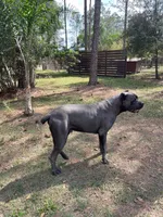 BRUNO, a male Cane Corso for sale in Miami, FL – Photo 5 of 5