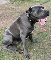 BRUNO, a male Cane Corso for sale in Miami, FL – Photo 2 of 5