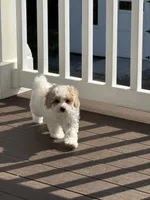 Chanel, a female Bichpoo and Poochon for sale in Mars, PA – 5 of 5