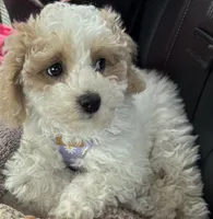 Chanel, a female Bichpoo and Poochon for sale in Mars, PA – 3 of 5