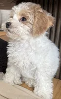 Chanel, a female Bichpoo and Poochon for sale in Mars, PA – 4 of 5