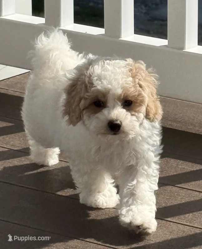 Chanel – Bichpoo, Poochon puppy for sale in Mars, PA