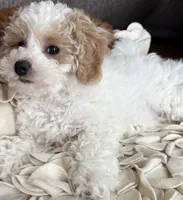 Chanel, a female Bichpoo and Poochon for sale in Mars, PA – 2 of 5