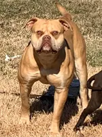 Daisy, a female American Bulldog for sale in Nashville, TN – 3 of 6