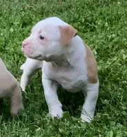 Eleven , a female American Bulldog for sale in Nashville, TN – 3 of 7
